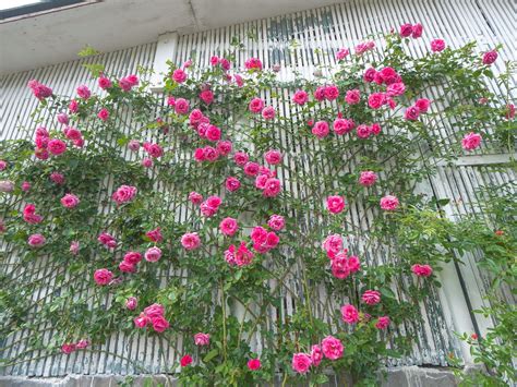 玫瑰 花牆